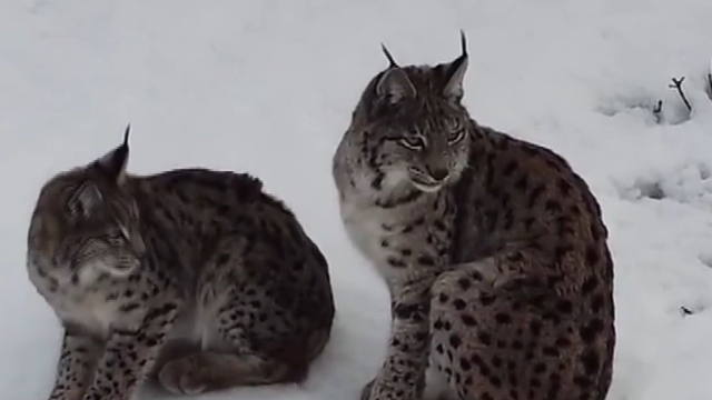 "Ormanın hayaleti" vaşak ailesi Refahiye'de havadan görüntülendi