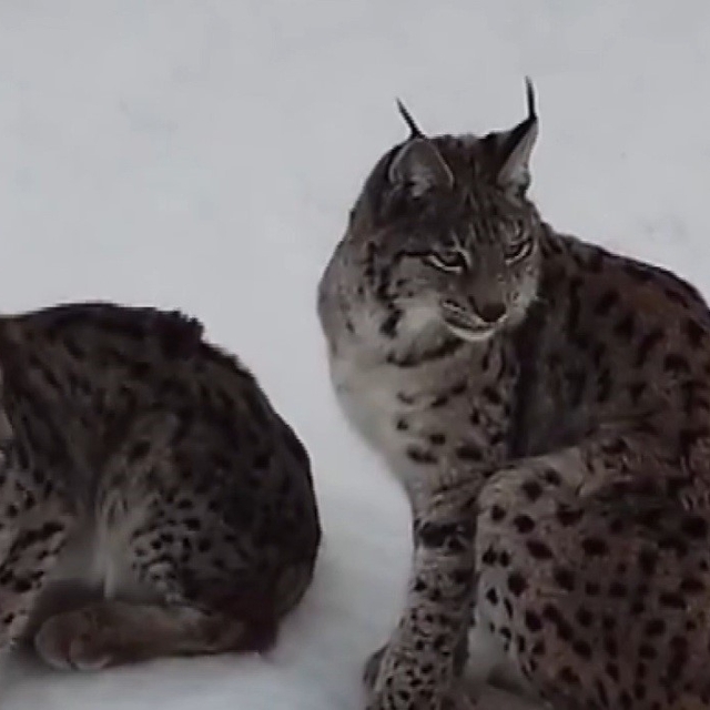 "Ormanın hayaleti" vaşak ailesi Refahiye'de havadan görüntülendi