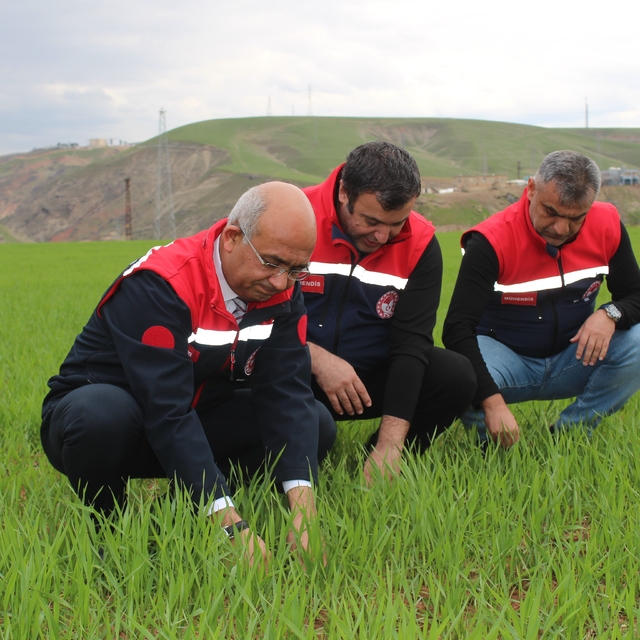 Siirt'te yağışlar yüzde 150 arttı, tarımsal hasıla beklentisi yükseldi