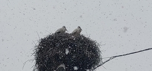 Bingöl'e erken gelen leylekler kara yakalandı