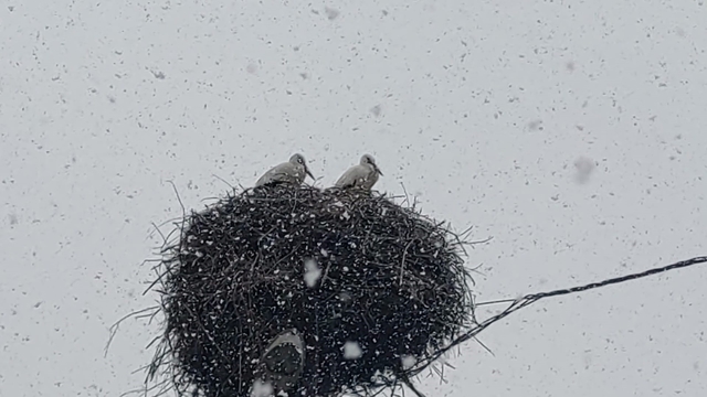 Bingöl'e erken gelen leylekler kara yakalandı