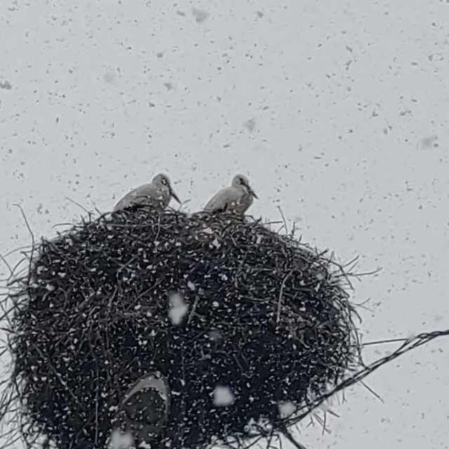 Bingöl'e erken gelen leylekler kara yakalandı