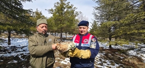Yaralı Şahin'e Jandarma ekiplerinden yardım eli
