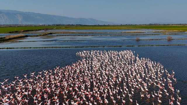 Söke'de su altında kalan tarım arazilerinde beslenen flamingolar havadan görüntülendi