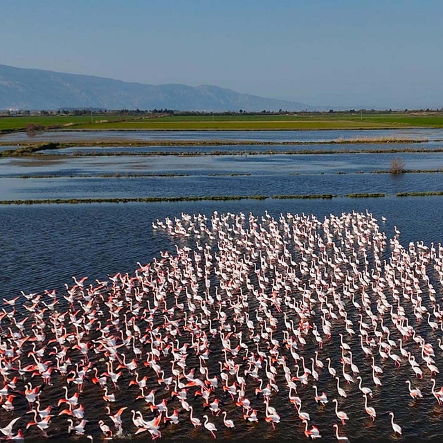 Söke'de su altında kalan tarım arazilerinde beslenen flamingolar havadan gö...
