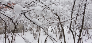 Fındıkta don endişesine bilimsel açıklama: "Şu an risk yok, fayda var"