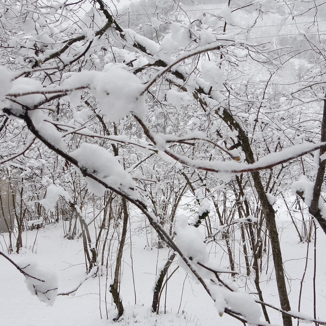 Fındıkta don endişesine bilimsel açıklama: "Şu an risk yok, fayda var"