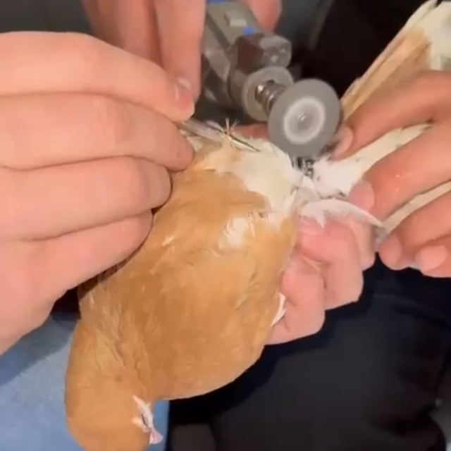 Güvercinin ayağına dolanan demir bilezik itfaiye ekibince çıkartıldı