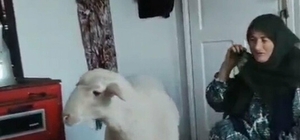 Kaçan koyun, bulunup sahibine teslim edildi