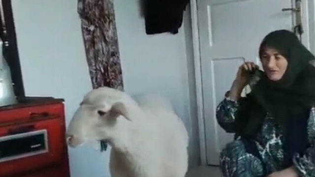 Kaçan koyun, bulunup sahibine teslim edildi