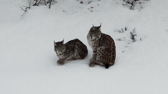 Vaşak ailesi dron ile görüntülendi