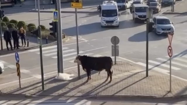 Bursa'da kaçan boğa trafiği karıştırdı, Ankara yolunda metrelerce koştu