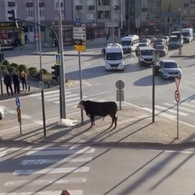 Bursa'da kaçan boğa trafiği karıştırdı, Ankara yolunda metrelerce koştu