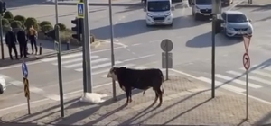 Bursa'da kaçan boğa trafiği karıştırdı, Ankara yolunda metrelerce koştu