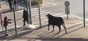 Bursa’da çiftlikten kaçan boğa sürücülere zor anlar yaşattı