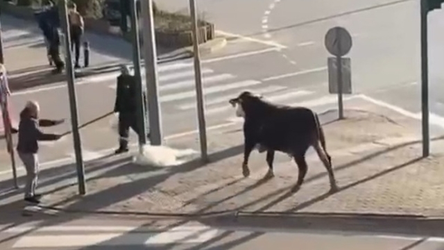 Bursa'da çiftlikten kaçan boğa sürücülere zor anlar yaşattı