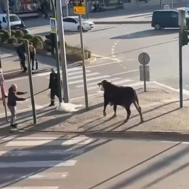 Bursa'da çiftlikten kaçan boğa sürücülere zor anlar yaşattı