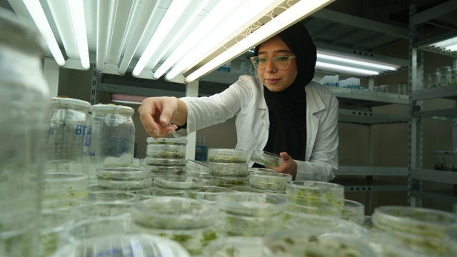 Kuraklığa dayanıklı domatesler geliştiriliyor
Araştırmayı Pakistanlı doktora öğrencisi yürütüyor