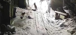 Köye inen kurtlar köpeği alıp götürdü