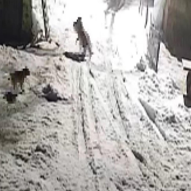 Köye inen kurtlar köpeği alıp götürdü