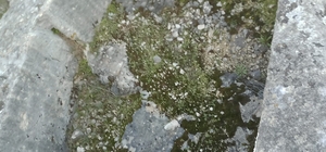 Kaya mezara defineciler tarafından zarar verildi