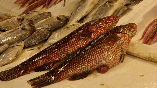 Hint Okyanusu'na özgü 'portakal benekli lagos' Mersin'de tezgaha çıktı
Mersin Balıkçılar Derneği Başkanı Adnan Polat:
"Bu balığı bilen ve tanıyan satın alıyor"