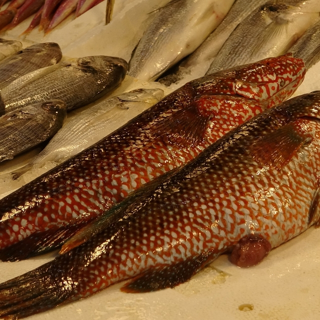 Hint Okyanusu'na özgü 'portakal benekli lagos' Mersin'de tezgaha çıktı
Mers...