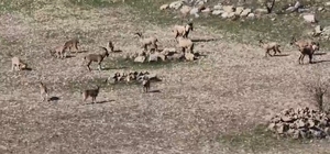 Zarar vermenin cezası 940 bin lira: Diyarbakır'da sürü halinde görüntülendi