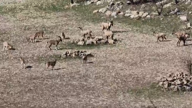 Zarar vermenin cezası 940 bin lira: Diyarbakır'da sürü halinde görüntülendi