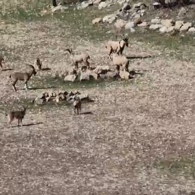 Zarar vermenin cezası 940 bin lira: Diyarbakır'da sürü halinde görüntülendi