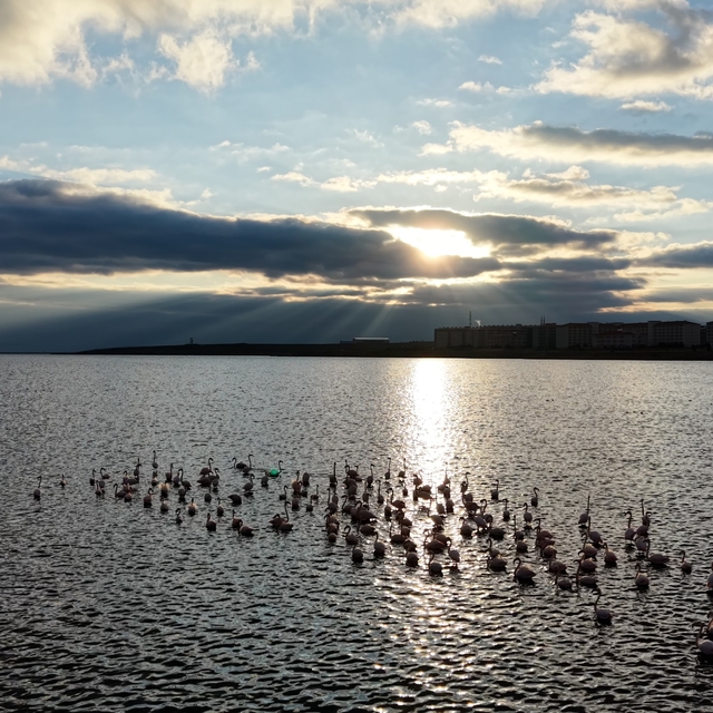 Niğde'deki Akkaya Barajı'nda flamingo şöleni başladı