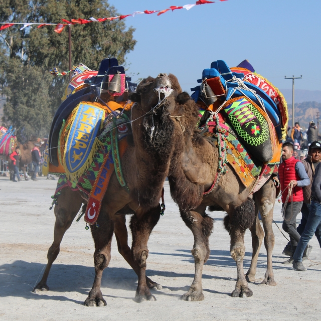 Deve güreşlerinde, "Bu sene mangal yakılmayacak, basın mensupları dışarıya...