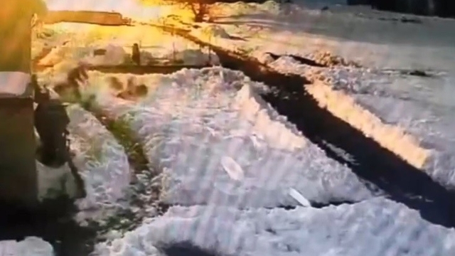 Kars'ta kurt sürüsünü kürekle kovalayan vatandaş kamerada