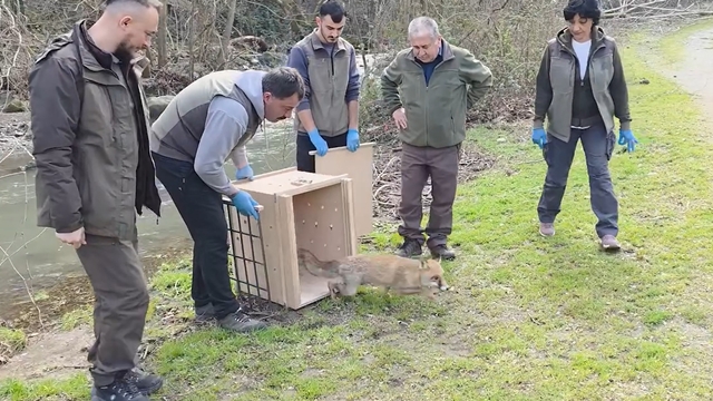 10 yaban ördeği ve tilki, tedavileri sonrası doğaya bırakıldı