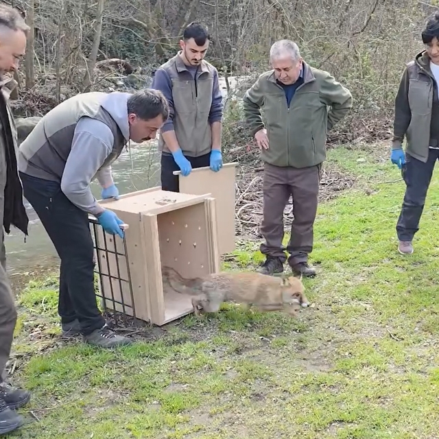 10 yaban ördeği ve tilki, tedavileri sonrası doğaya bırakıldı