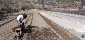 Selendi'de tütün üreticisinin zorlu mesaisi başladı