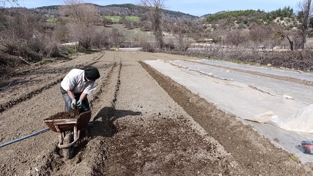 Selendi'de tütün üreticisinin zorlu mesaisi başladı