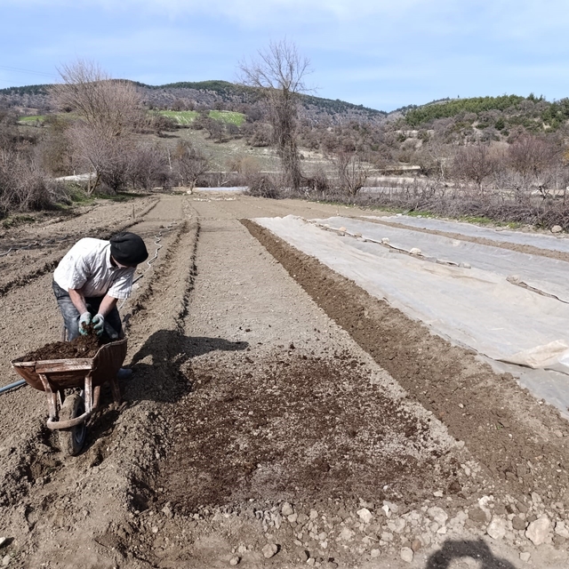Selendi'de tütün üreticisinin zorlu mesaisi başladı