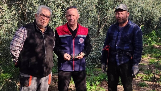 Aydın'da zeytin bahçeleri kontrol edildi