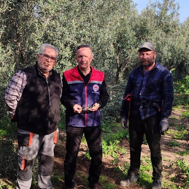 Aydın'da zeytin bahçeleri kontrol edildi