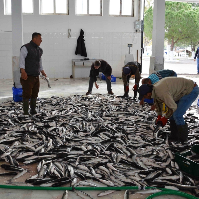 Muğla Şubat ayında 102 milyon dolar ihracat gerçekleştirdi