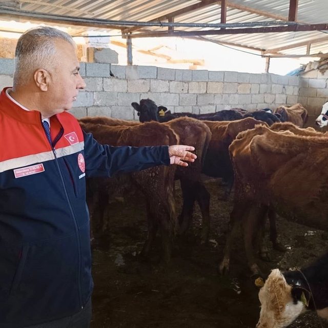 Kumlu'da yerli ırk hayvanlarla büyükbaş yetiştiriciliği yapan işletme incel...