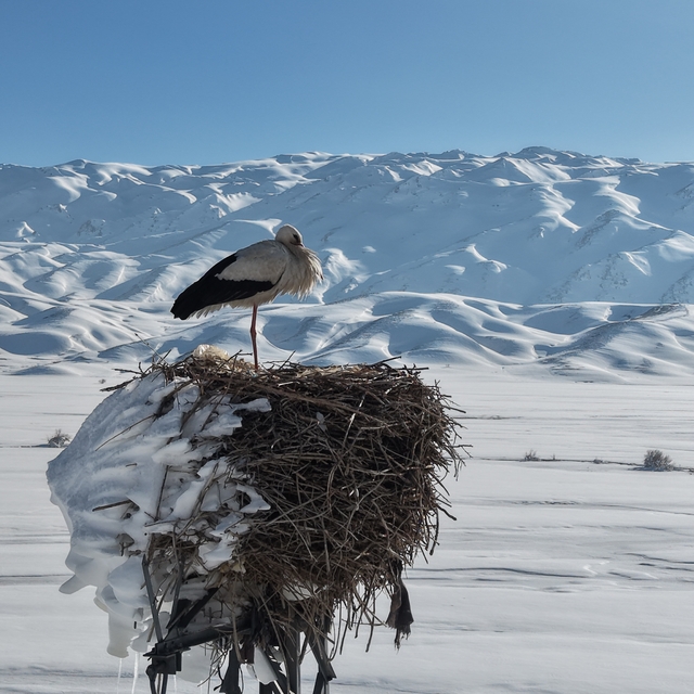 Karla kaplı ovada yuvasındaki leylek görüntülendi