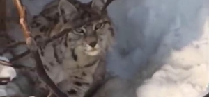 Yüksekova'da yerleşim alanına inen vaşak görüntülendi