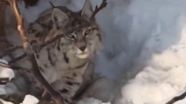 Yüksekova'da yerleşim alanına inen vaşak görüntülendi