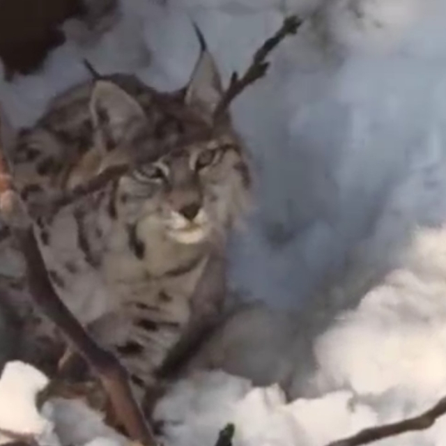 Yüksekova'da yerleşim alanına inen vaşak görüntülendi