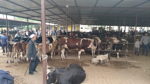 Aydın'da hayvan pazarlarında yeni dönem: "Kurallar ve saatler belirlendi"