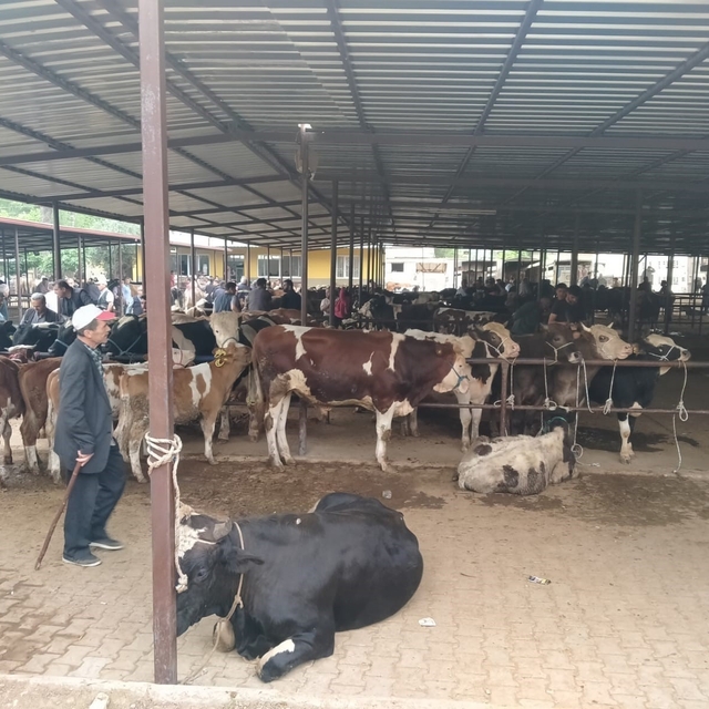 Aydın'da hayvan pazarlarında yeni dönem: "Kurallar ve saatler belirlendi"