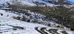 Muş’ta besiciler baharı beklerken yeniden kışa geldi
