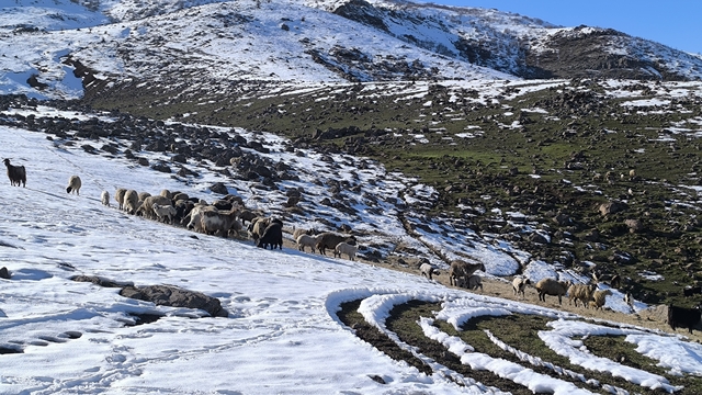 Muş'ta besiciler baharı beklerken yeniden kışa geldi